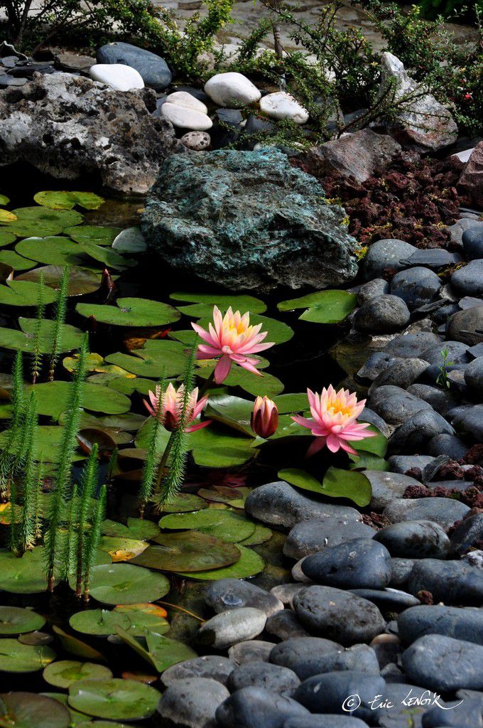 Bassin d'agrément et jardin japonais – Verte Plénitude Paysagiste