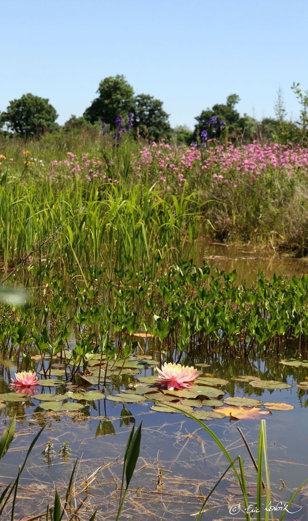 Le printemps est là, je relance mon bassin - Blog