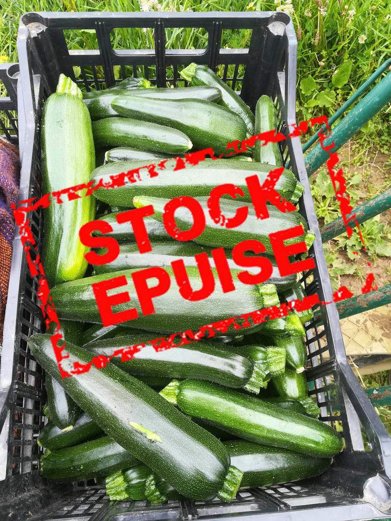 Lots de courgettes BIO 1€/kg EPUISE