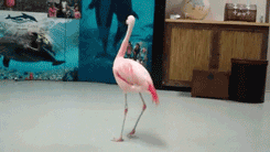 ob_6534fb_flamant-rose-qui-tourne.gif