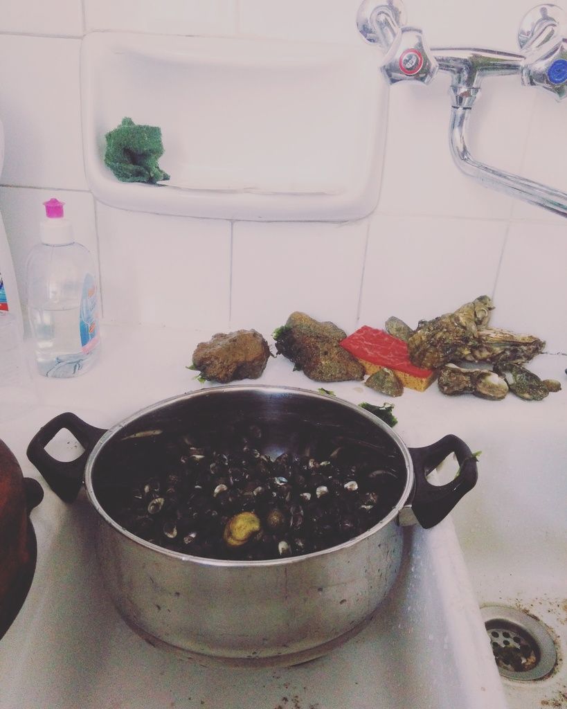 Des bigorneaux pour l'apéro!