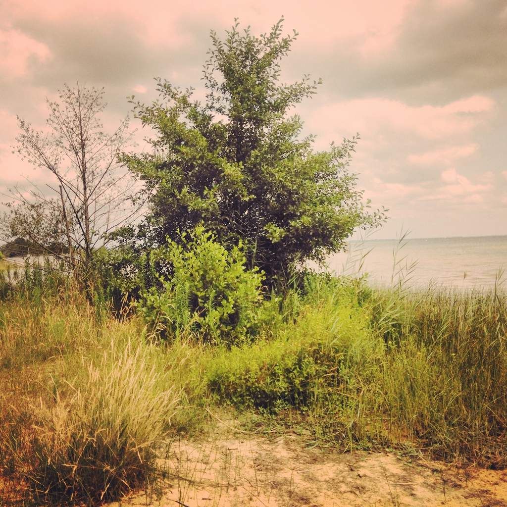 Lac Nord de Biscarosse... Un côté sauvage qui m'a enchantée!