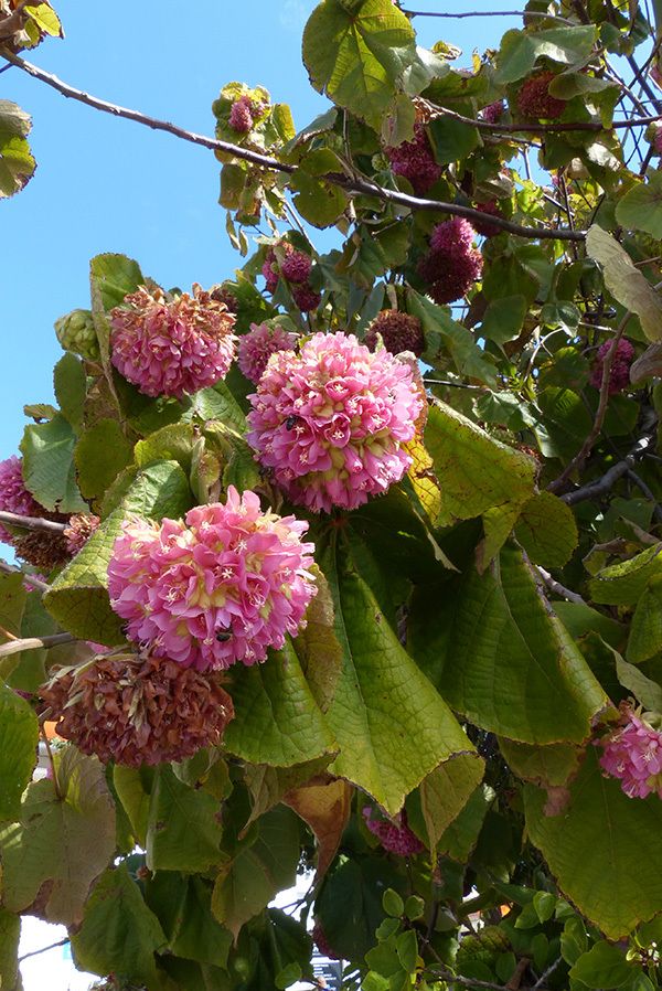 Parcs Et Jardins En Algarve Aquarelle Bota Clairefelloni