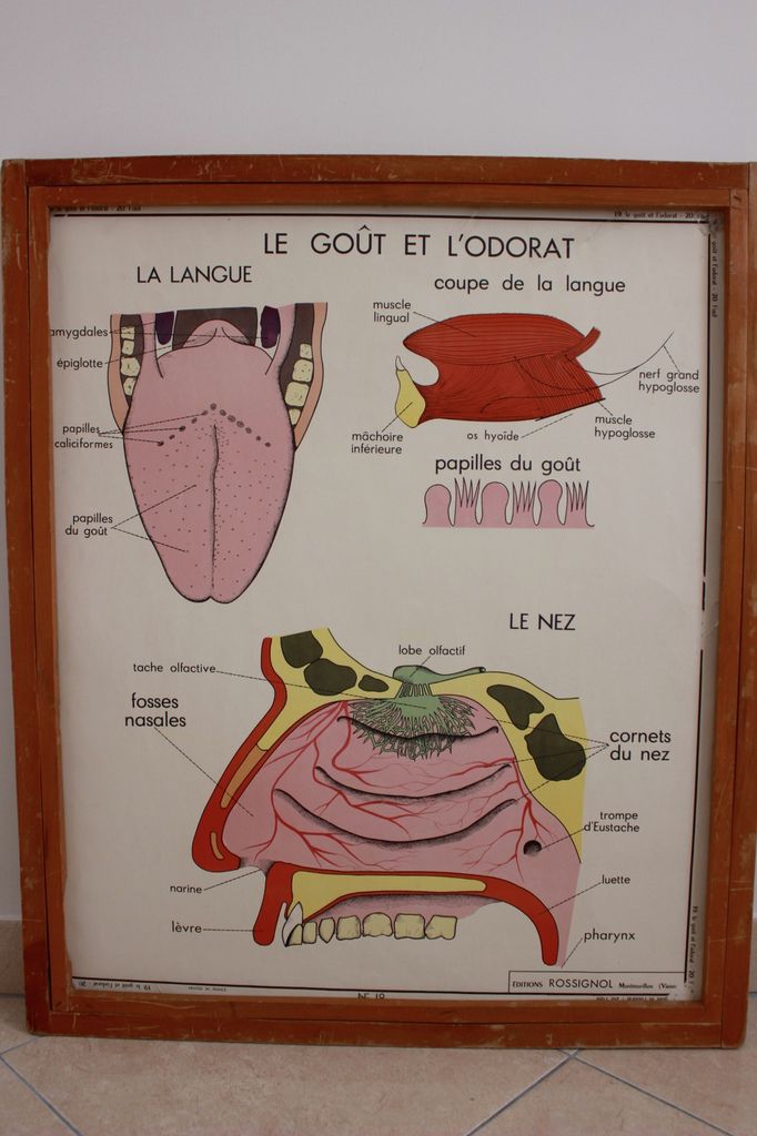 Affiche scolaire Rossignol L'oeil ou le gout et l'odorat  Années 60 Vintage 