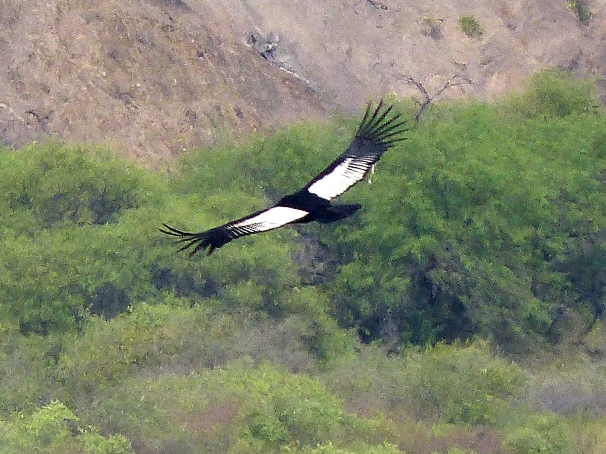 San Jose de Chiquito - Copacabana