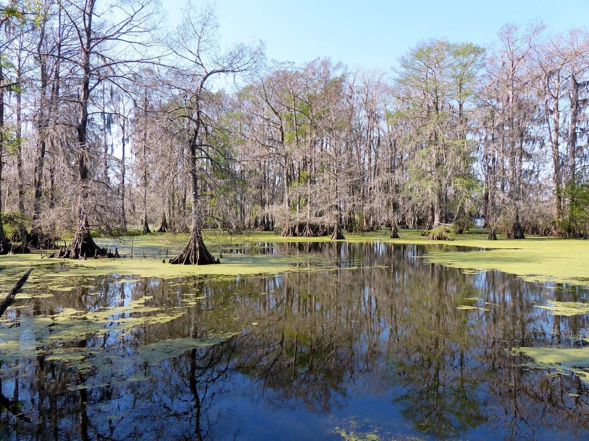 Louisiane, Cameron, Abbeville, Lac Martin, Thibodaux, Segnette State Park,