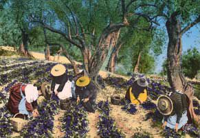 Cueillette de la violette au début du XXème siècle