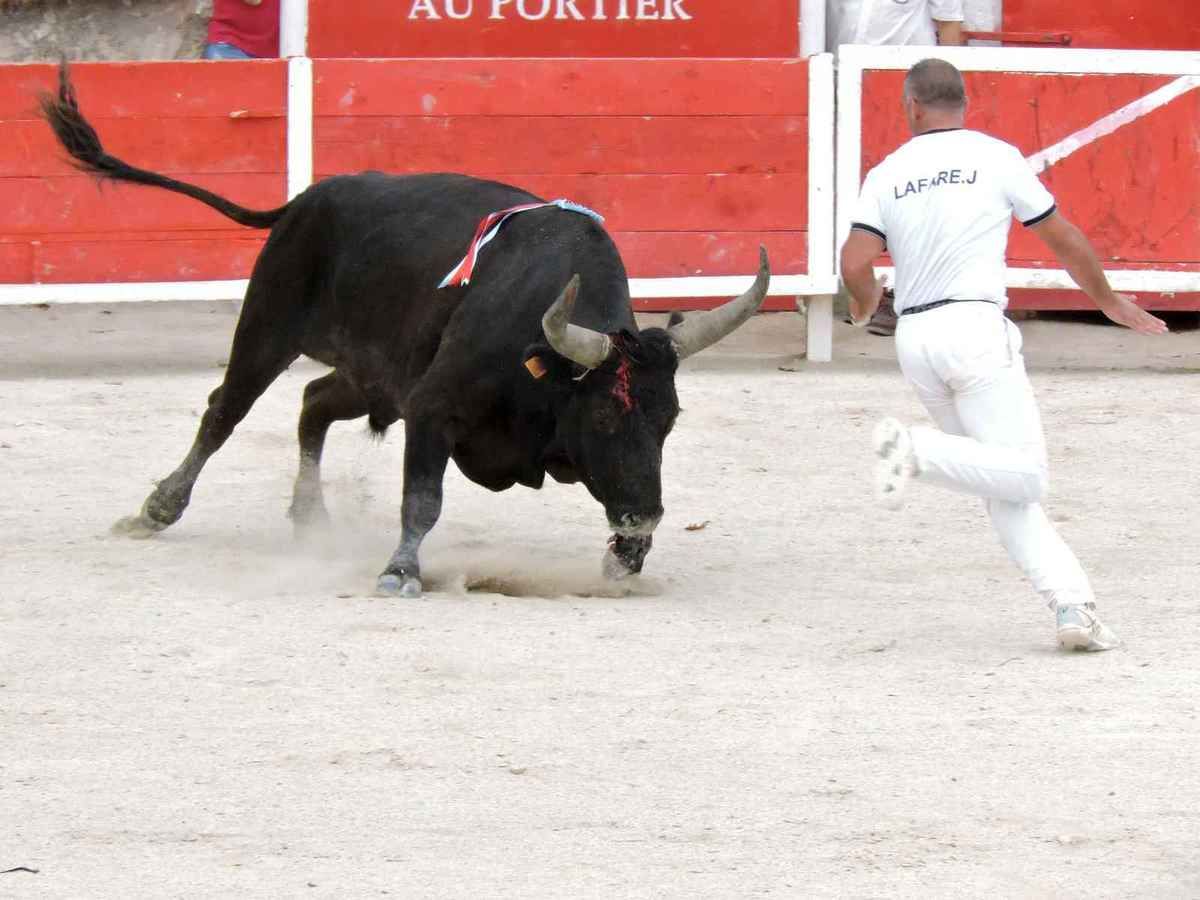 Mouries Course Camarguaise L Estrangie E Li Santoun