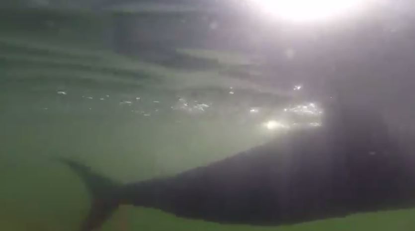 VIDEO - un drone poisson furtif, pour l'US Navy - ActuNautique.com