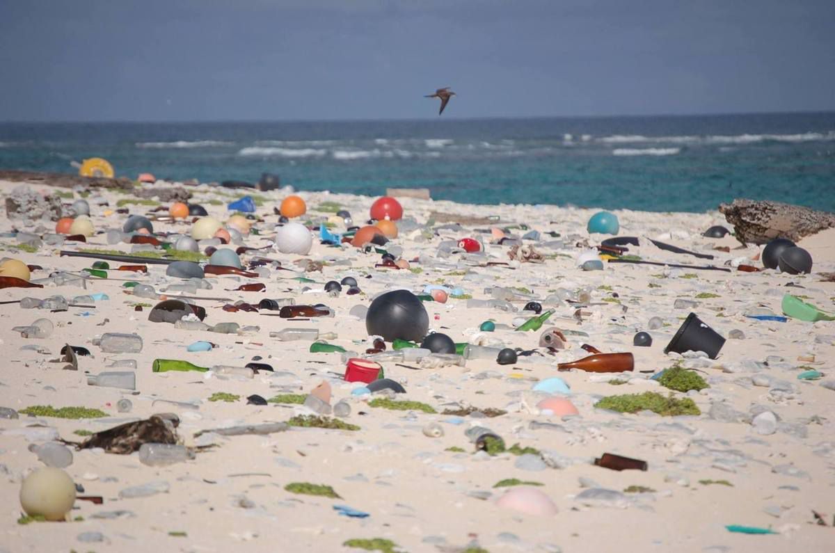 La Méditerranée : « Un piège de plastique » pour les oiseaux