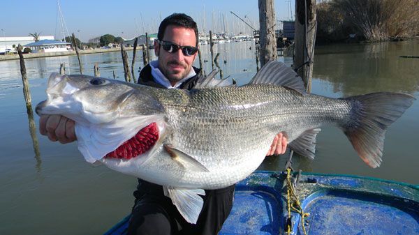 10 leurres pour pêcher le bar depuis le bord