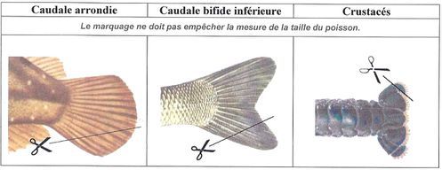 Marquage des daurades pêchées