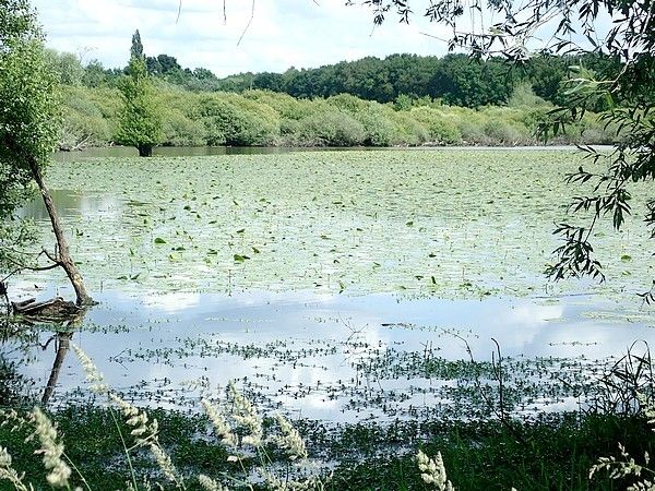 Rando-expo-et presque dodo !!!