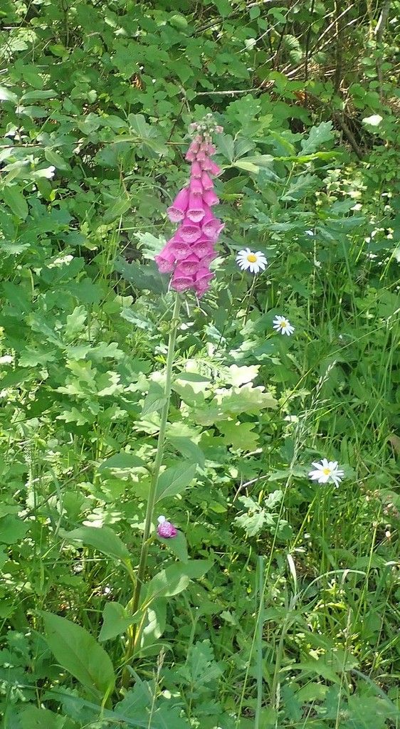 Rando-expo-et presque dodo !!!