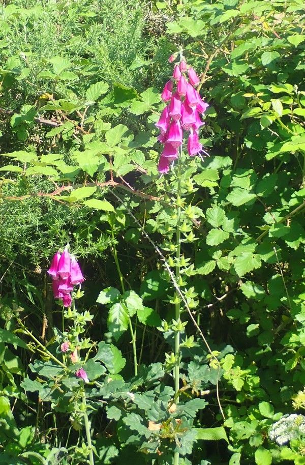 Rando-expo-et presque dodo !!!