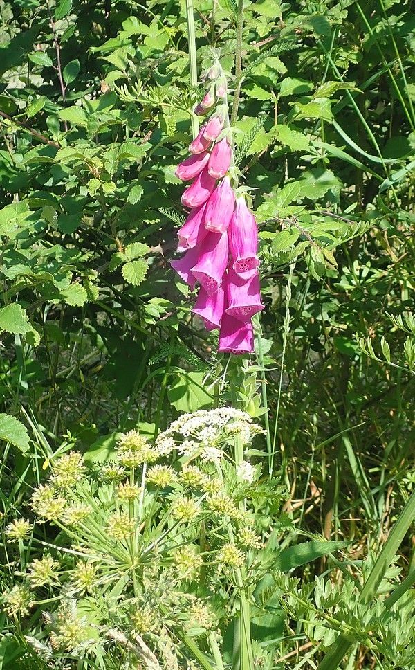 Rando-expo-et presque dodo !!!