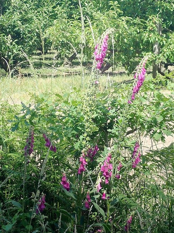 Rando-expo-et presque dodo !!!