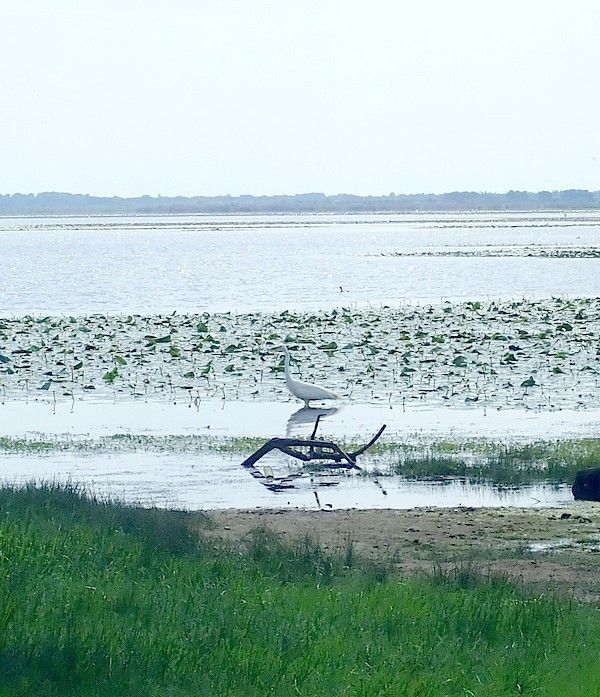 Rando-expo-et presque dodo !!!
