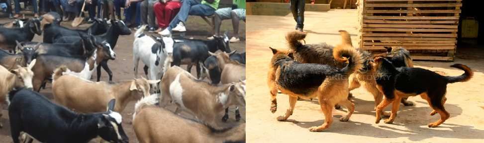 Ubworozi bw'imbwa bugiye gusimbura ubworozi bw'amatungo asanzwe!