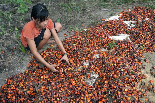 Le 16 septembre 2015, une adolescente indonésienne de 13 ans dans une plantation d’huile de palme, à Pelalawan, dans la région de Riau sur l’île de Sumatra. ADEK BERRY / AFP