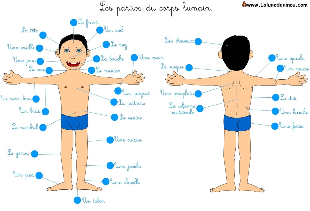 Les 12 Parties Du Corps Humain Qui Ne Servent Absolument A Rien Marichesse Com
