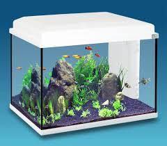 petit aquarium rectangulaire 