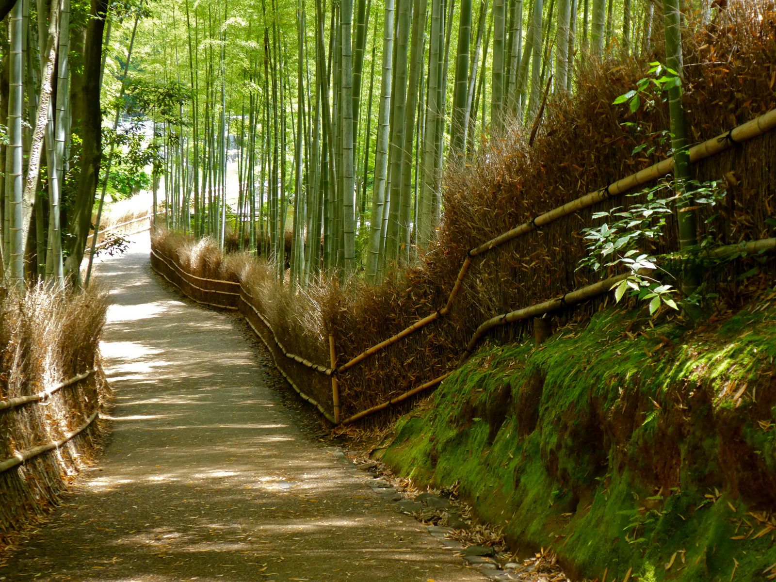 Kyôto : Arashiyama : Le Pont que Traverse la Lune et la forêt de bambous de Sagano