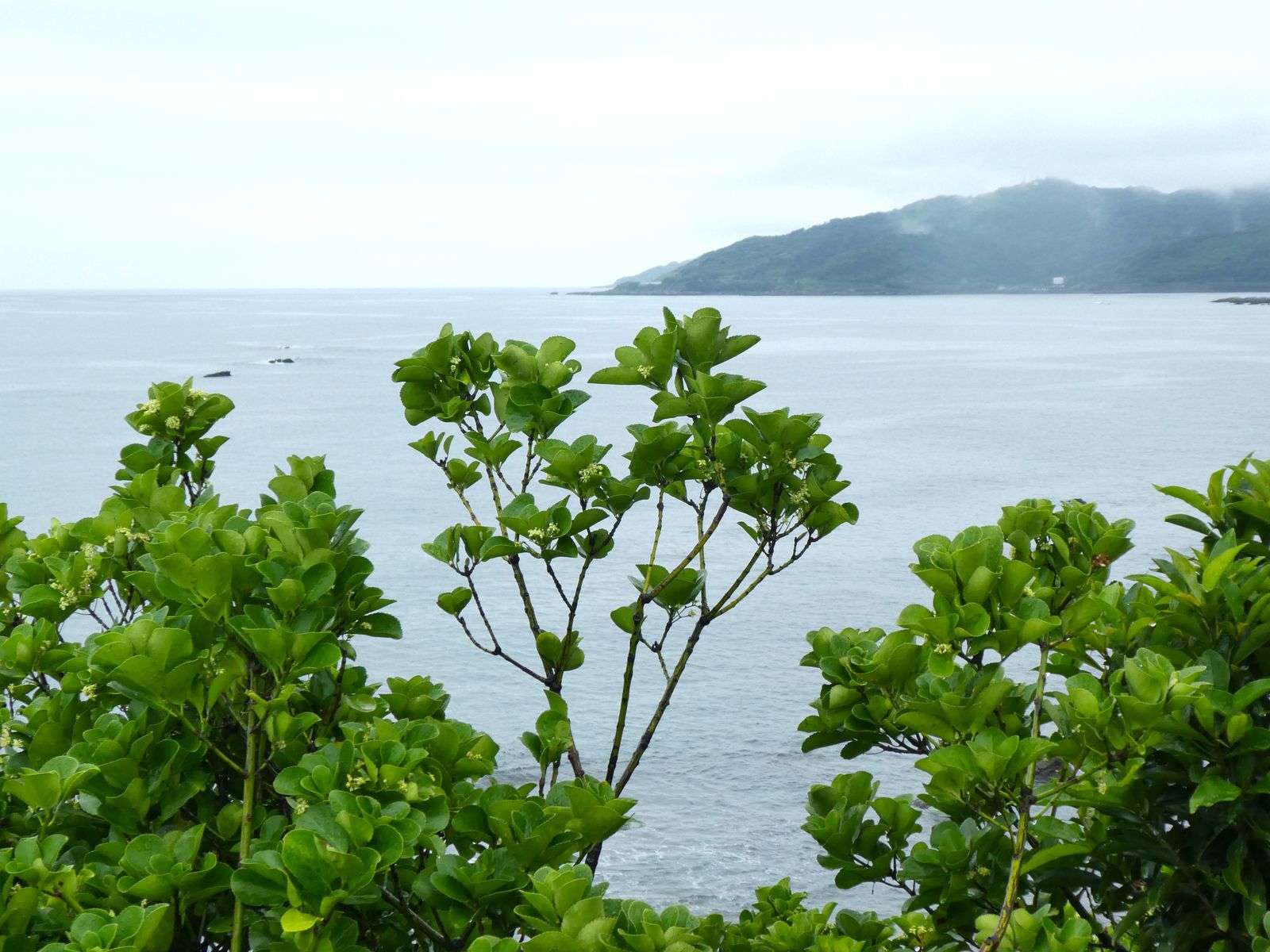 Préf. de Miyazaki: La magnifique côte Pacifique de Nichinan 