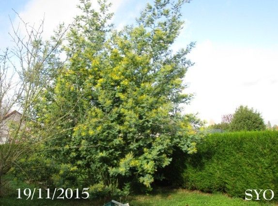 Un nouveau petit fuseau....Bottes de Noël et Mimosa