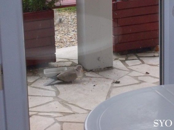 Balade givrée au Jardin de Fille