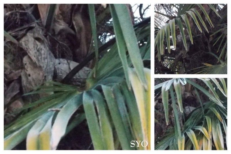 Balade givrée au Jardin de Fille