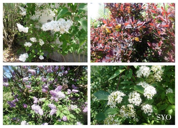 Jardin de Fille, un plaisir renouvelé