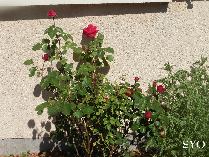 Jardin de Fille, un plaisir renouvelé