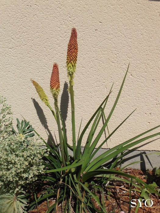 Jardin de Fille, un plaisir renouvelé