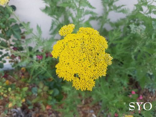 Jardin de Fille : Préau installé