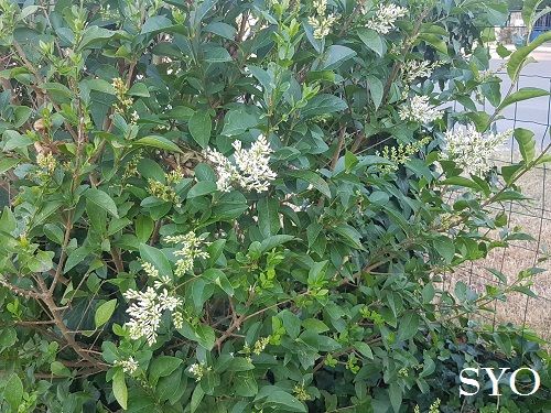 Jardin de Fille : Préau installé