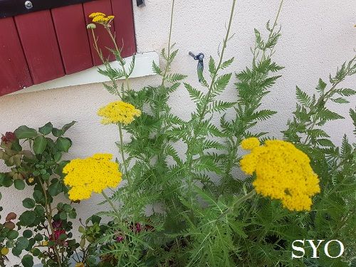 Jardin de Fille : Préau installé