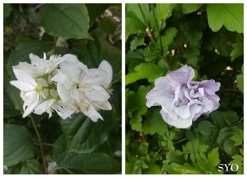 Jardin de Fille : Préau installé
