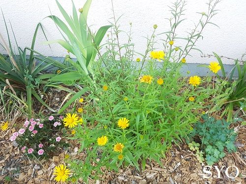 Jardin de Fille : Préau installé