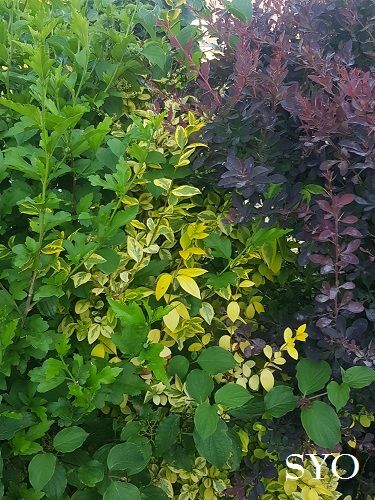 Jardin de Fille : Préau installé