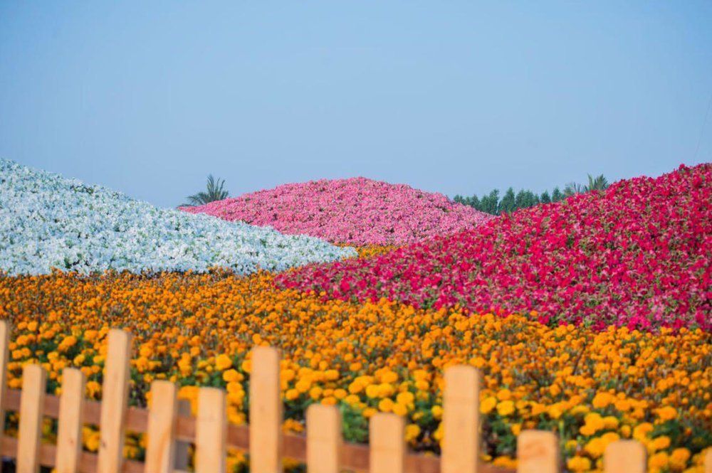 Yanbu Flower Festival Inside Arabia