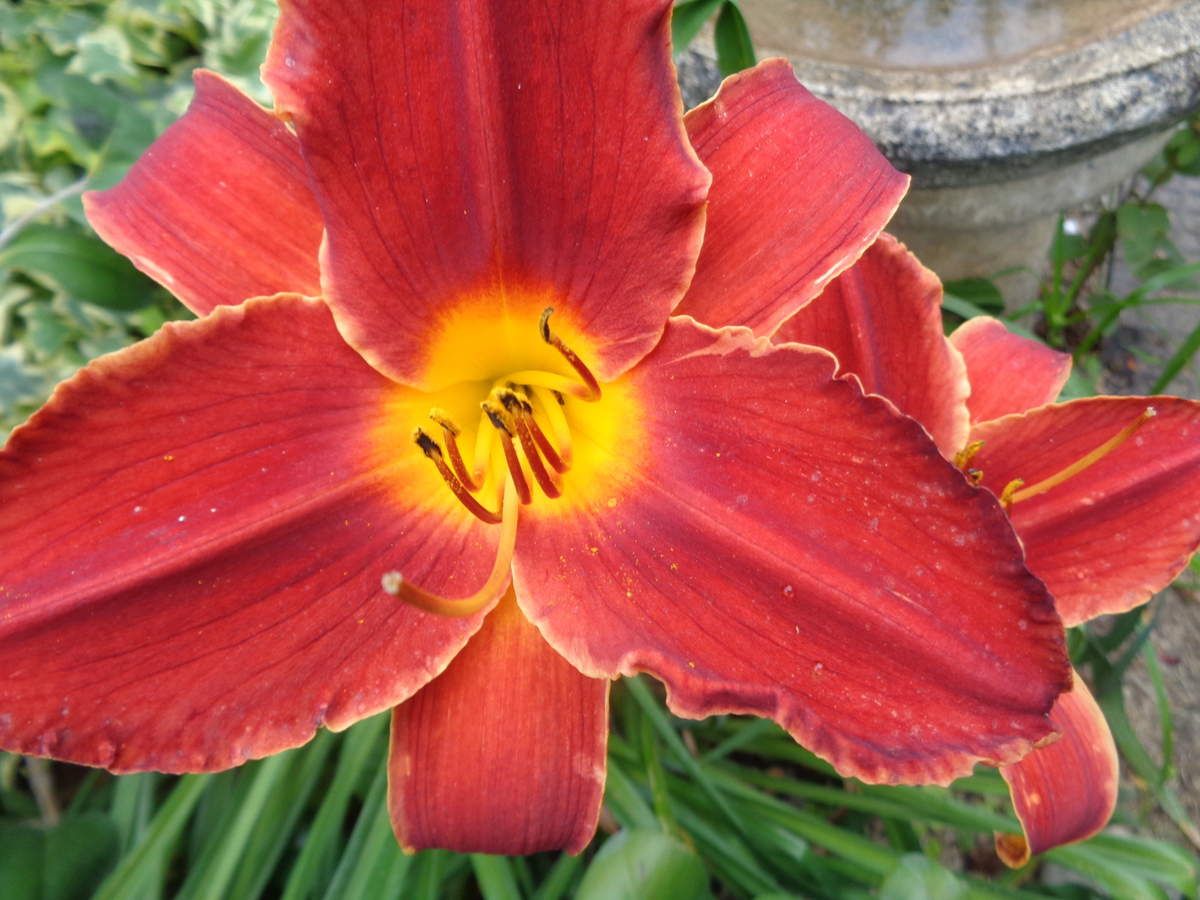  Fleur ondulée, rouge de chine, bien étalée, au cœur jaune.