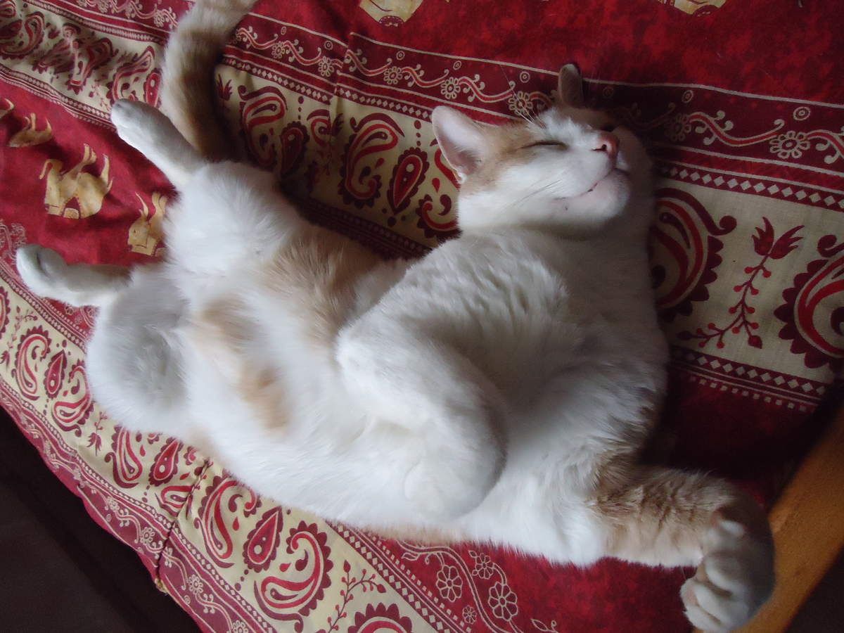 Le Chat Et Les Caresses Sur Le Ventre Toute Une Histoire Lejardinleclosfleuridansladrome Com