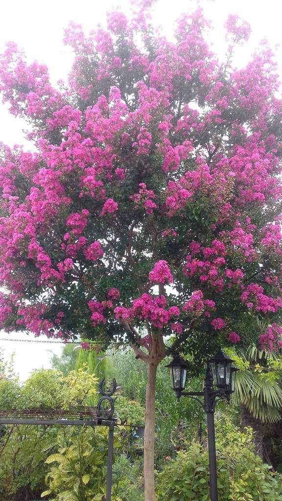 Mon lagerstroemia en fleur .....