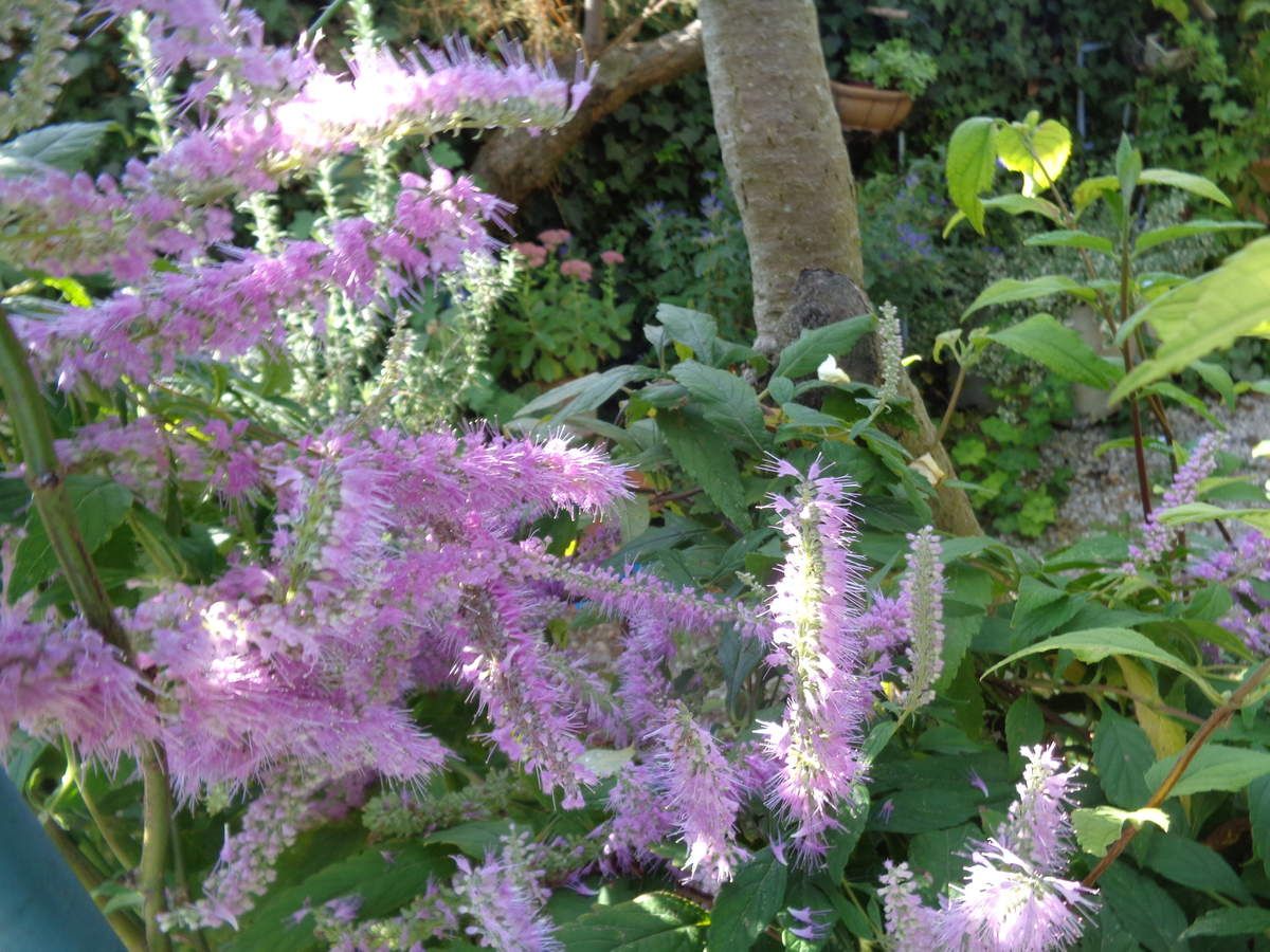 Ma menthe en arbre, Elsholtzia stauntonii.....au jardin Le Clos fleuri à Chabeuil 
