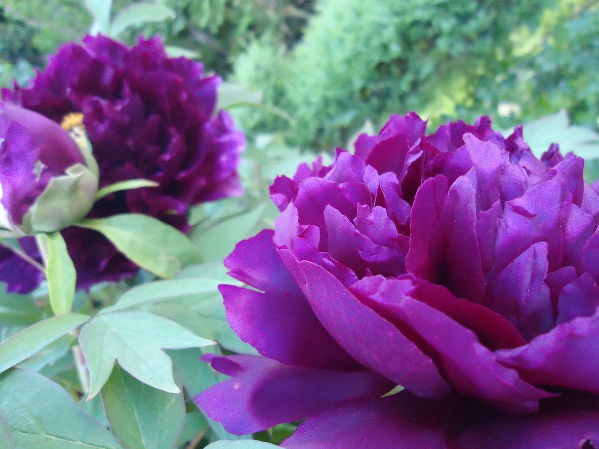 Mes pivoines