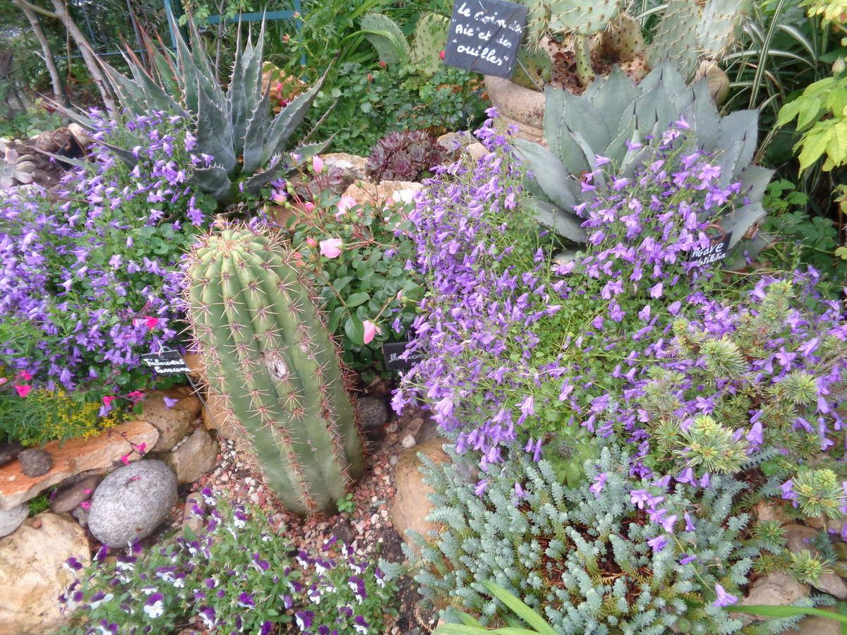 Des cactées sans besoin d'arrosage .....dans mon petit jardin "Le Clos fleuri" 