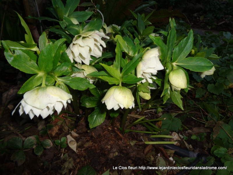 Helleborus orientalis ‘Double