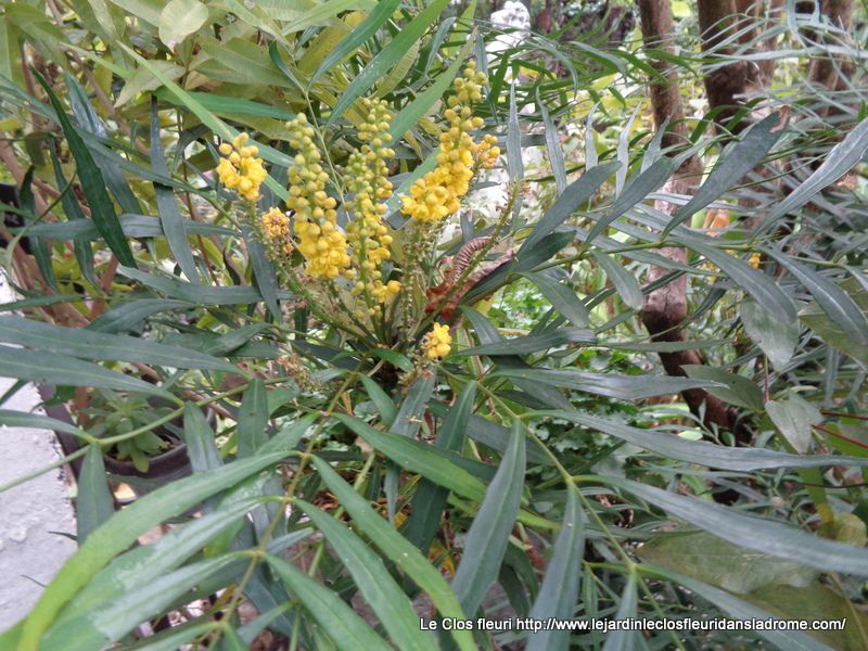 Mahonia eurybractea Soft Caress, également appelé Mahonia confusa, est une belle réussite. C'est une arbuste en avance sur son temps, qui fait dores et déjà l'unanimité. Il réunit dans sa ramure sombre une note exotique et parfumée de mimosa, le graphisme léger d'une fougère, et la présence rassurante d'un conifère. Son feuillage, très doux, s’orne de fleurs jaune pâle de septembre à novembre, puis de fruits noirs aux reflets d'argent longtemps décoratifs. Cet arbuste persistant de petite taille s’adapte, lentement, à tous les sols frais, mais il exige pour s’épanouir l’ombre profonde, ou la mi- ombre. Il s'impose également en grandes potées sur la terrasse, loin du soleil brûlant.      Le Mahonia eurybractea Soft Caress appartient à la famille des Berberidaceae. C'est un hybride obtenu pa
