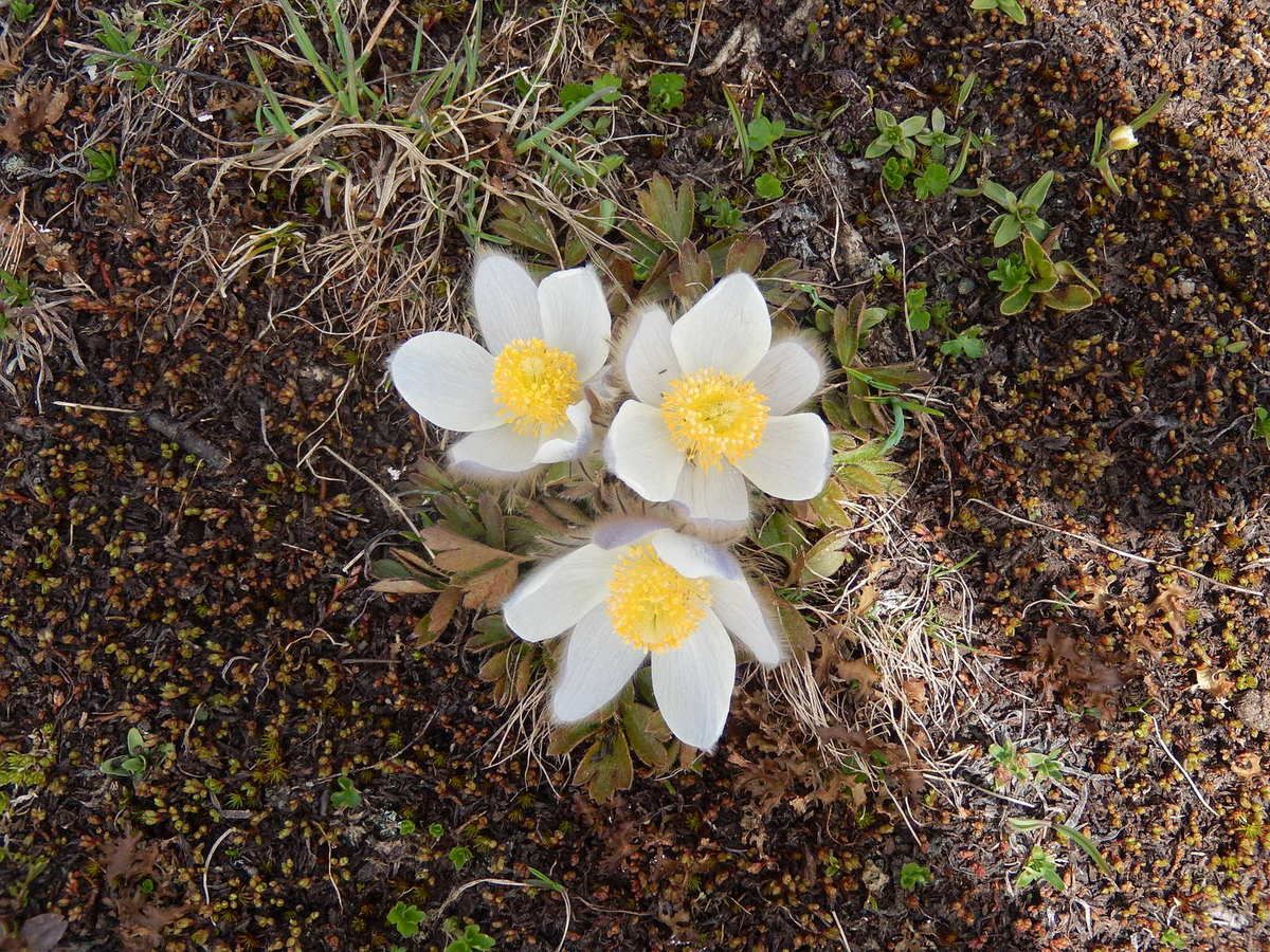 DOSSIER SPECIAL FLEURS DE SAVOIE - RANDONNEES SPORTIVES